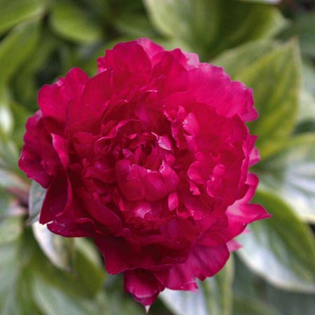 گل صد تومانی چینی